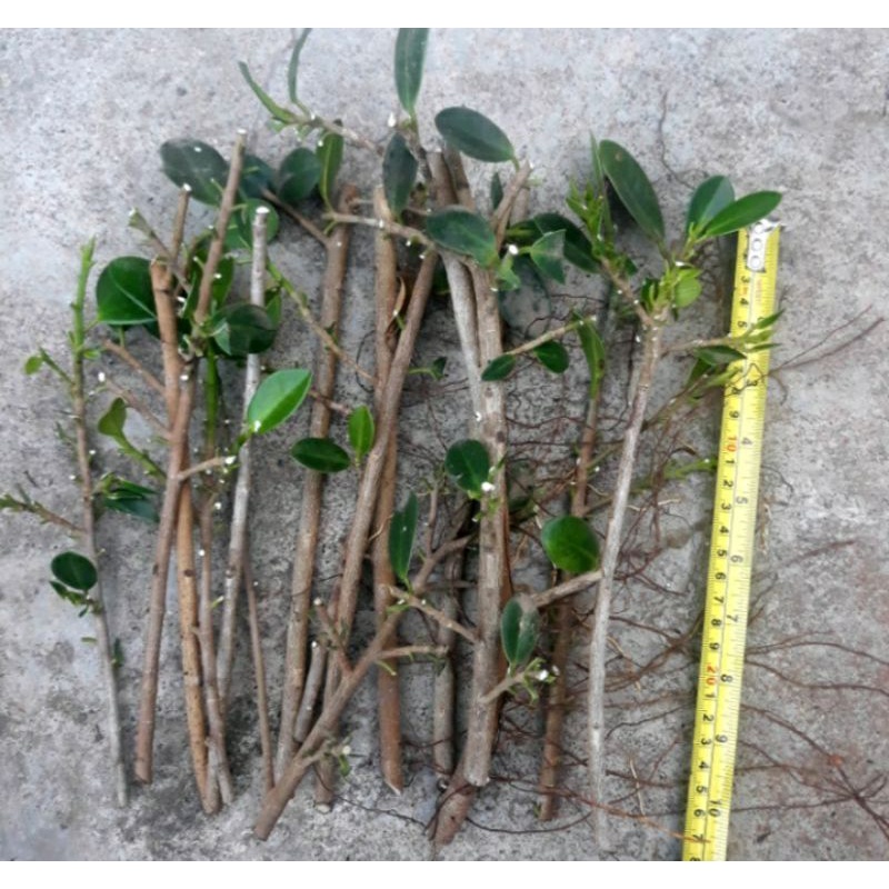 promo.. cutting stek batang tanaman hias beringin Korea bahan bonsai / beringin dolar belum berakar