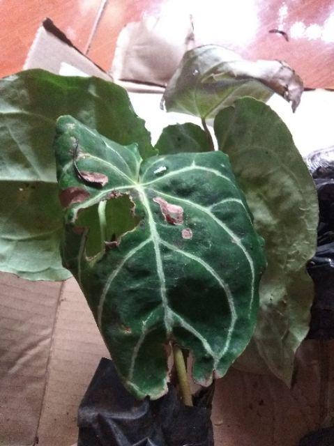 Tanaman Hias Kuping Gajah - Tanaman Anthurium Chrystalium