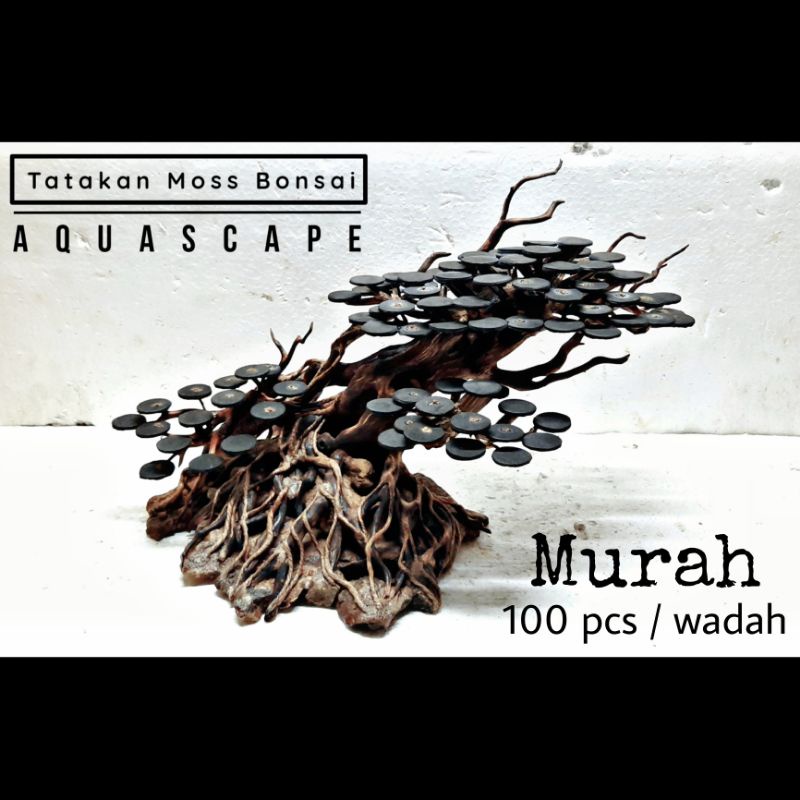 Tatakan Moss Bonsai Aquascape