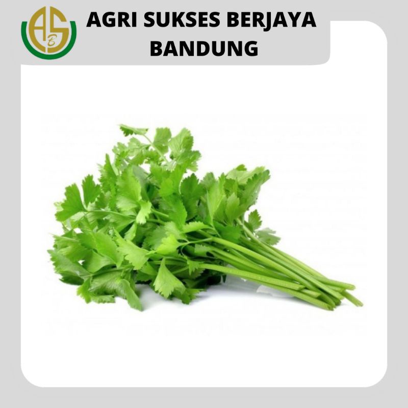 

Daun Seledri / Celery - 1 Pack