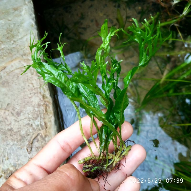 kadaka windelove aquascape