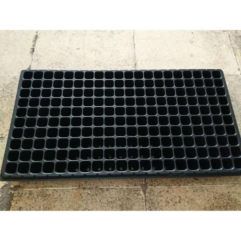 Tray Semai 105 Lubang