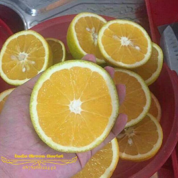 Bibit Tanaman Buah Jeruk Peras Baby Java #_*