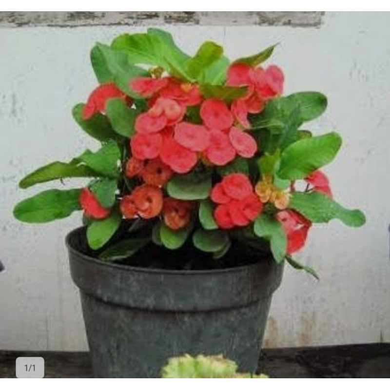 Tanaman Hias Euphorbia Bunga Euphorbia/Bibit Tanaman Hias Euphorbia/Pohon Euphorbia