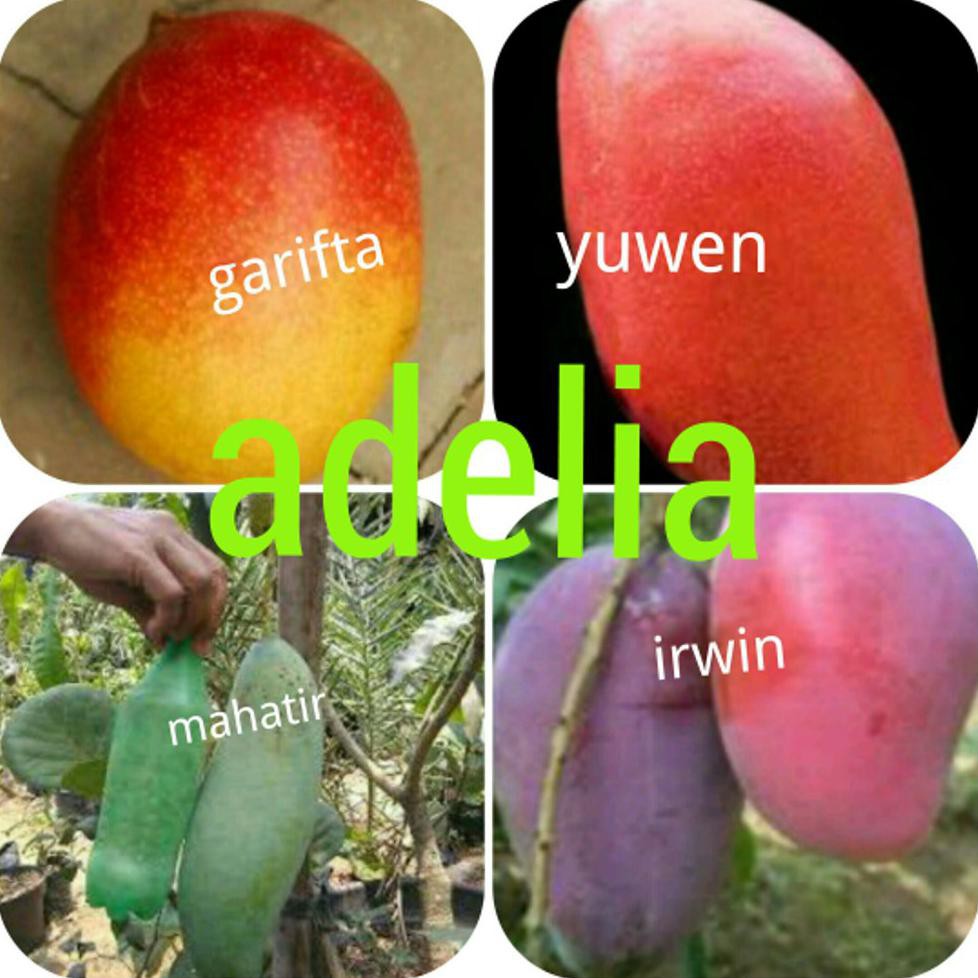 Paket 4 Bibit Mangga Garifta Yuwen Mahatir Irwin I”*