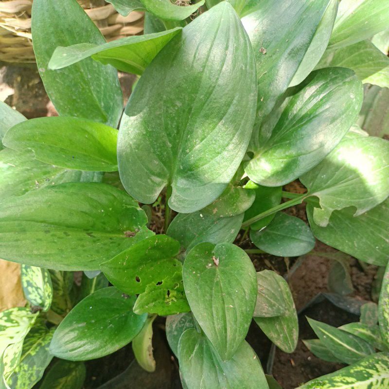 Philodendron  lidah katak.