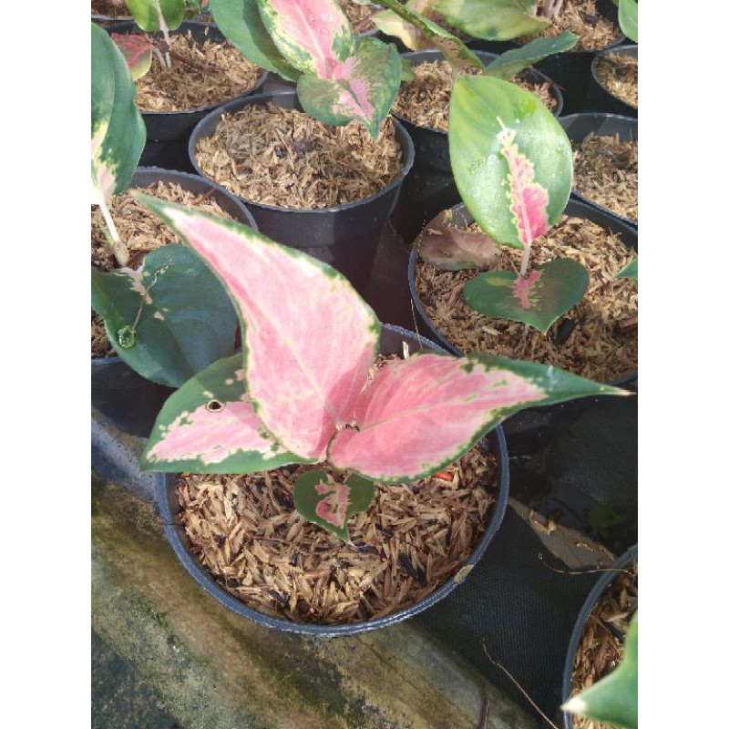 aglonema kochin pink hybrid