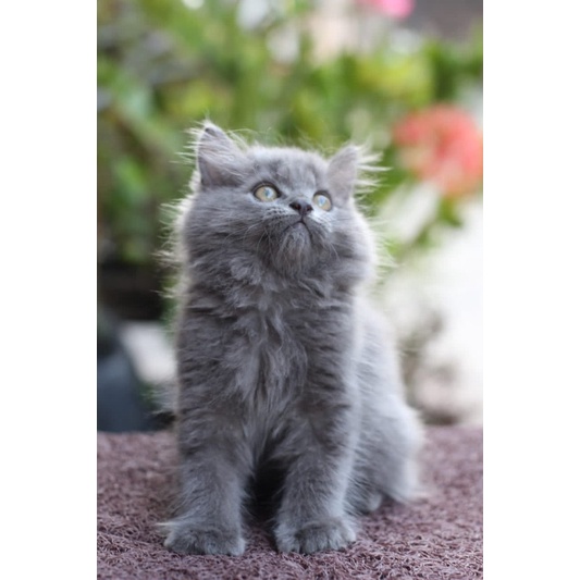 kitten mix norwe jantan