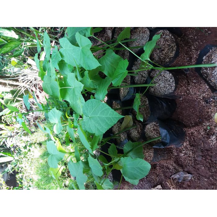 Pohon jarak bibit pohon jarak bibit tanaman jarak pohon jarak pagar tanaman herbal