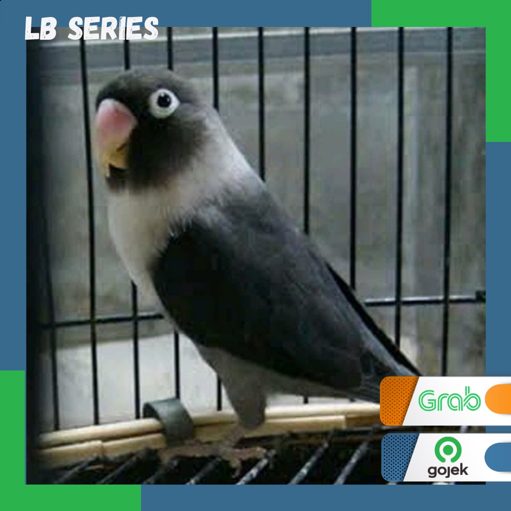 Love bird Batman Hitam burung Lb Series