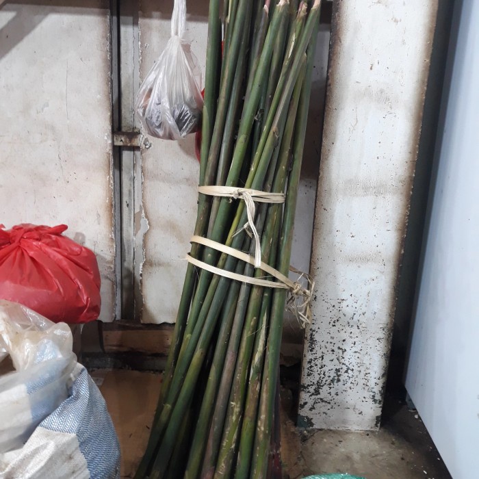 

Batang Rias kincung/kincong/Kecombrang Khas Medan