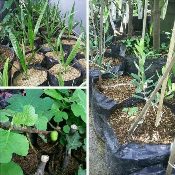 Jual Paket 3 Bibit Kurma Ajwa, Tin Red Palestine, Dan Zaitun Ori