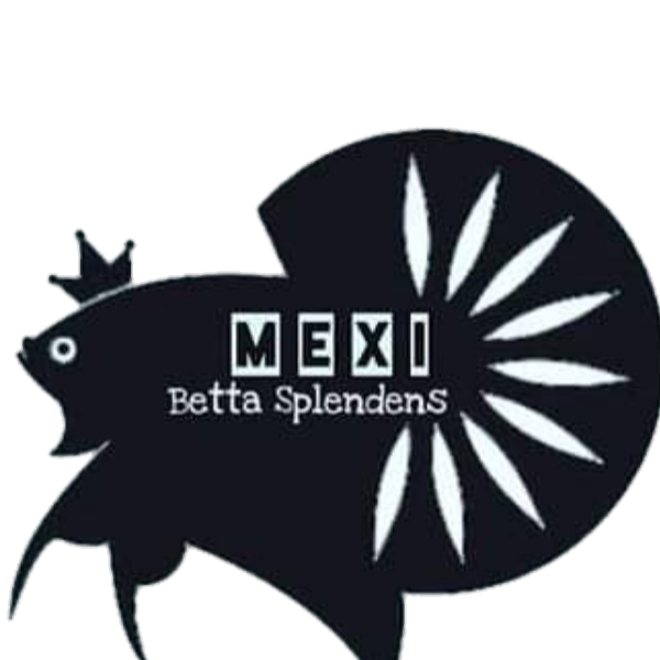 Betta Fish Logo Ikan Cupang Multicolor - Gudang Gambar Vector PNG
