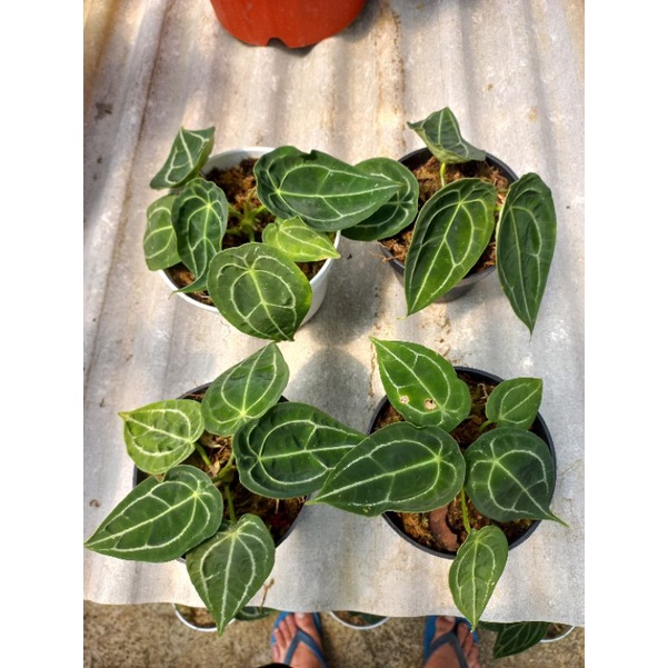 tanaman Hias Bunga kuping gajah forgeti kuping gajah buta