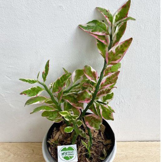 Tanaman hias patah tulang / tanaman herbal patah tulang