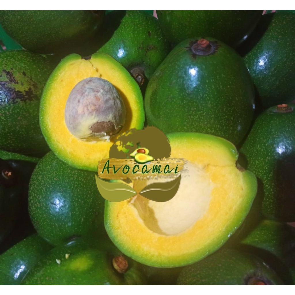 

Alpukat Mentega Jumbo