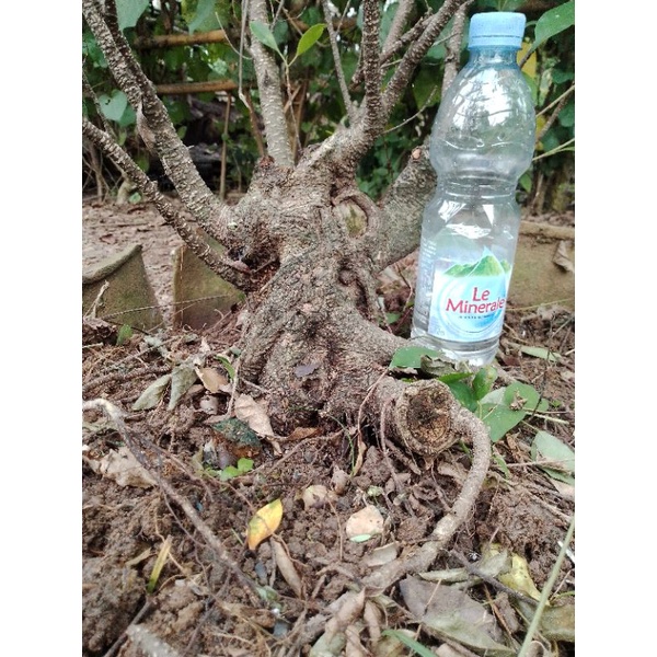 Bahan Bonsai Kimeng (Bonggol)