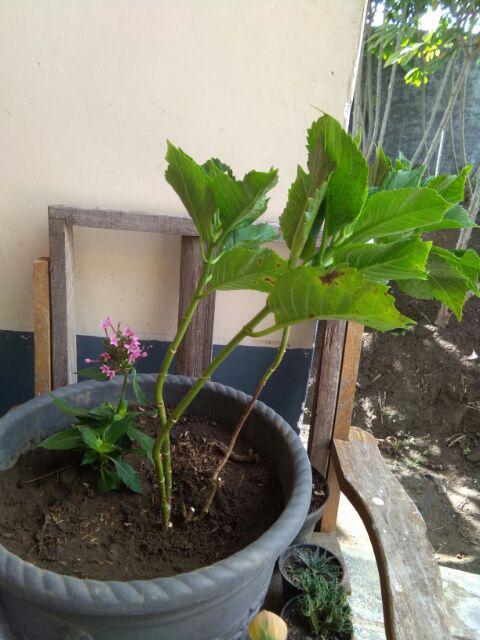 Rotansia / Hydragena/ Panca Warna