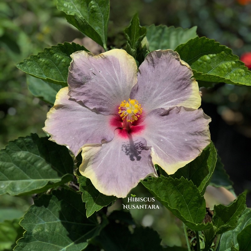 Bibit Bunga Hibiscus Happy Soft Rainbow Sepatu Import Hibiscus Nusantara CODE 005