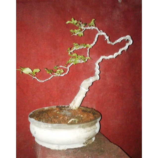 BONSAI SERUT SUDAH JADI GAYA SLANTING SIAP KONTES