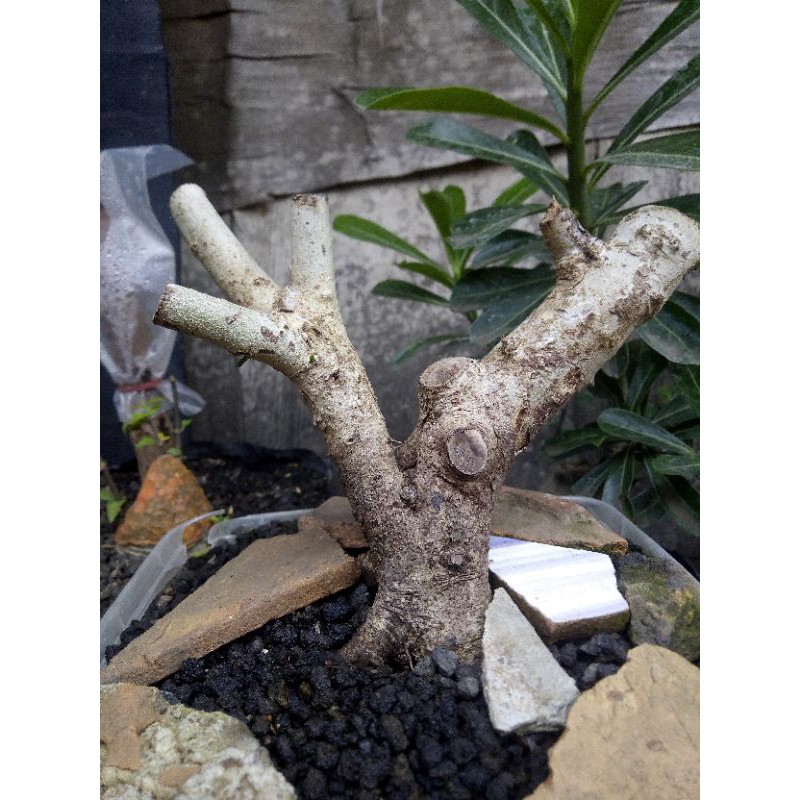 pohon rukem pucuk merah