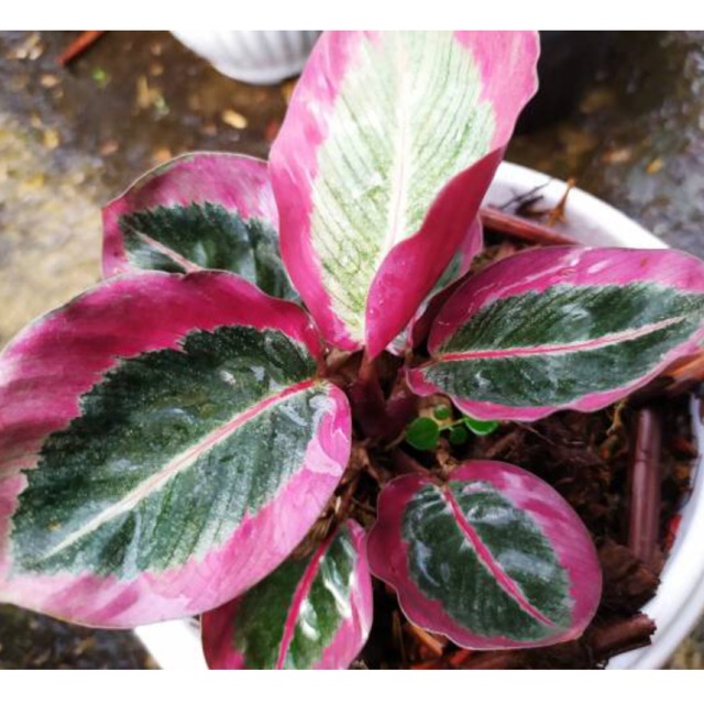 Calathea chintya pink