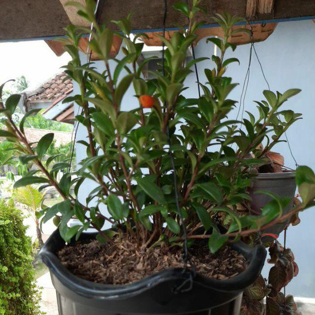 Bunga Gantung Lipstik Oranye