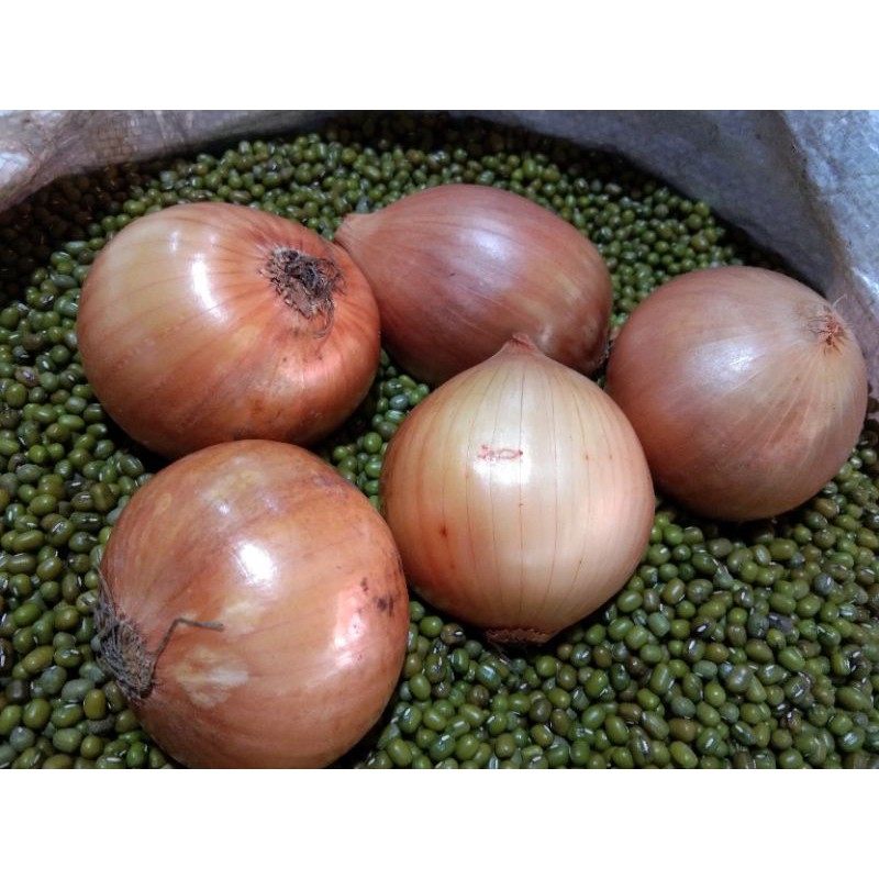 

Bawang Bombay per 100 gram