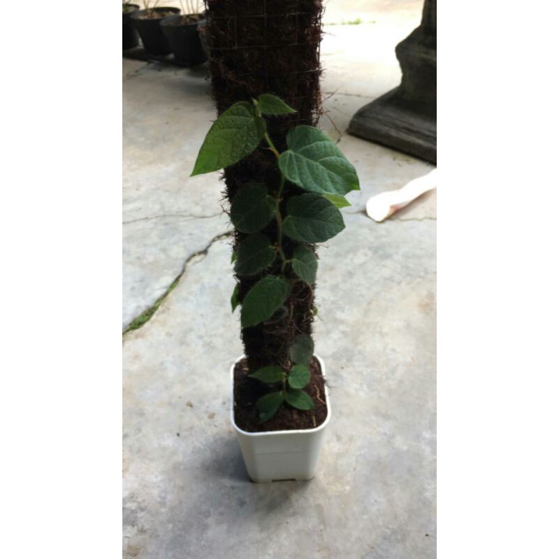 Tanaman hias - Green ficus villosa
