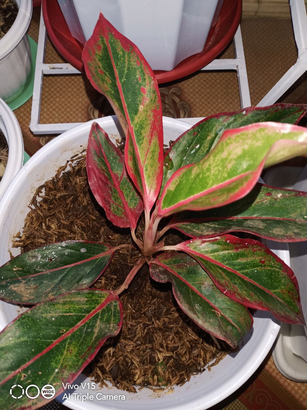 Aglaonema Lipstick Tanaman Hias