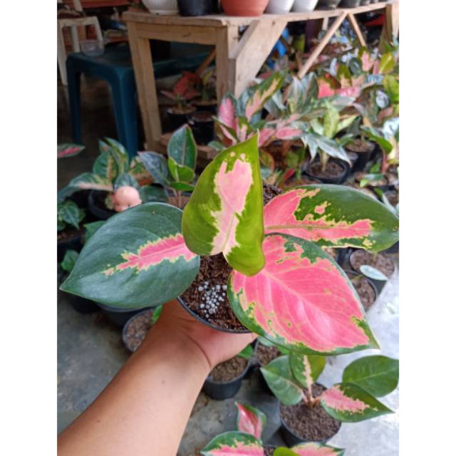 Bunga aglaonema red Kocin remaja 3-5