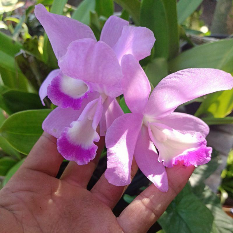 Anggrek catleya mantini