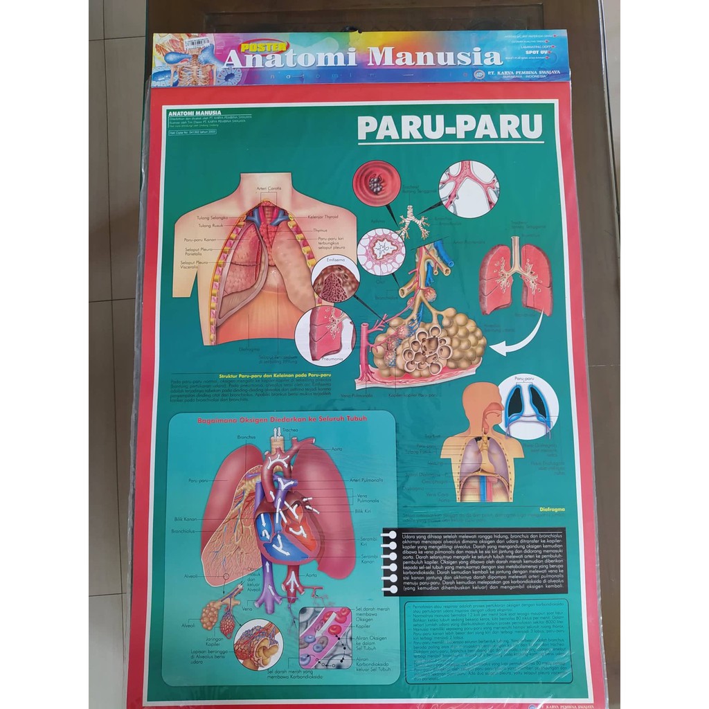 Jual Poster Anatomi Manusia Paru Paru Karya Pembina Shopee Indonesia