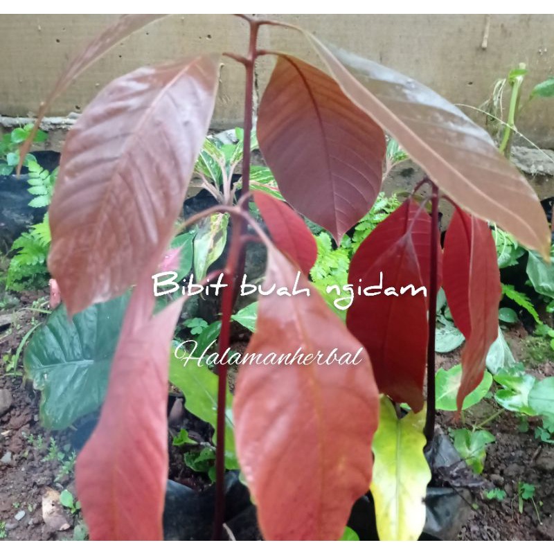 bibit buah libus/pakel buah asam ngidam