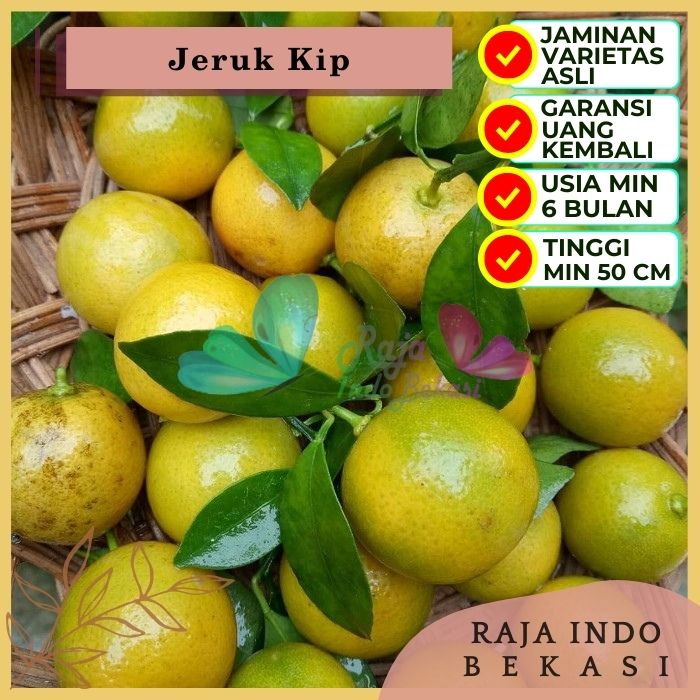 Bibit Tanaman Buah JERUK KIP Premium