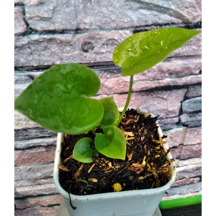 bibit anturium brownie/corong