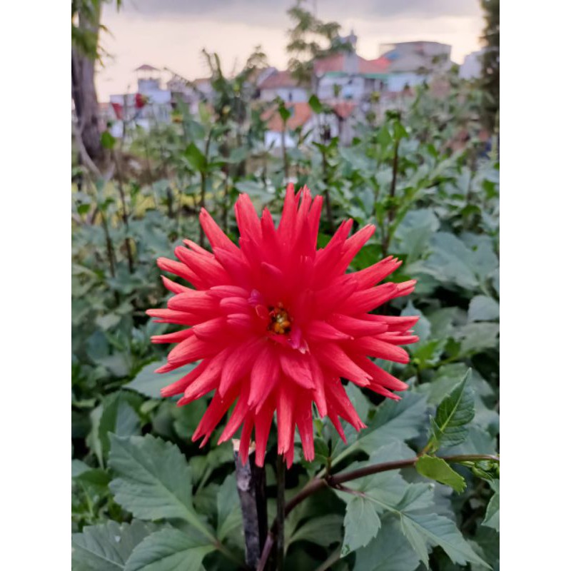 tanaman hiasan pot bunga Dahlia merah