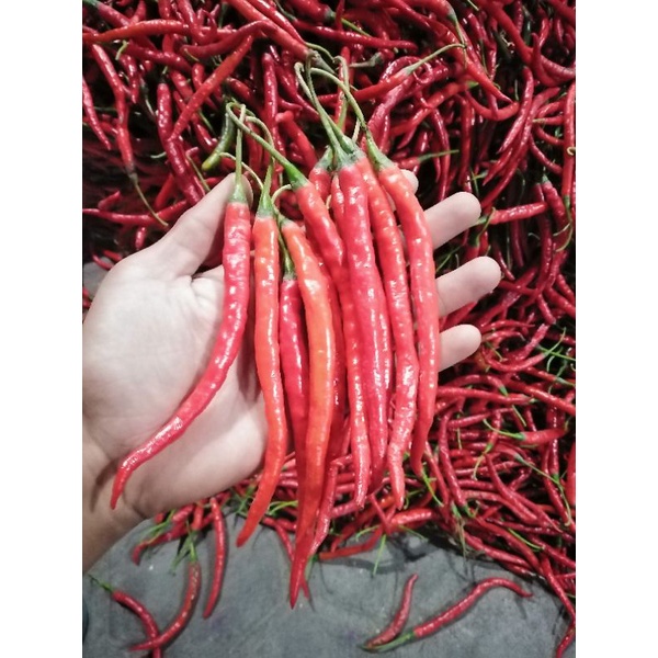 

cabe merah kriting 500 gram