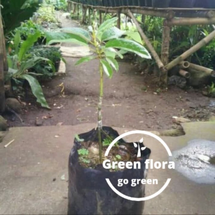 SALE BIBIT POHON ALPUKAT MIKI KAKI 3-ALPUKAT MIKY-BUAH ALPUKAT