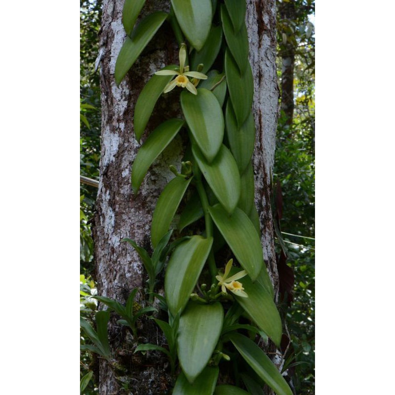 Tanaman Vanili Bibit Vanili tanaman Panili