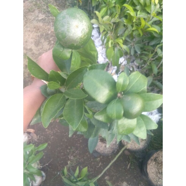 Berbunga / Berbuah Bibit Tanaman Jeruk Manis Berbuah bibit jeruk manis bibit jeruk madu