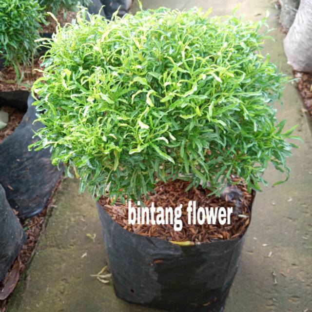 Tanaman hias brokoli hijau/bibit brokoli hijau