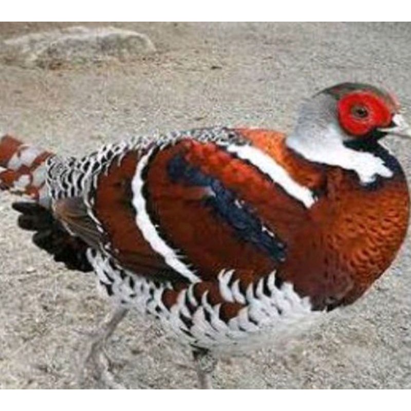 telur ayam hias Elliot Pheasant