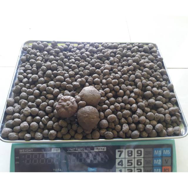 Katak porang super mini cocok untuk di polibag isi (700-1000) 1kg