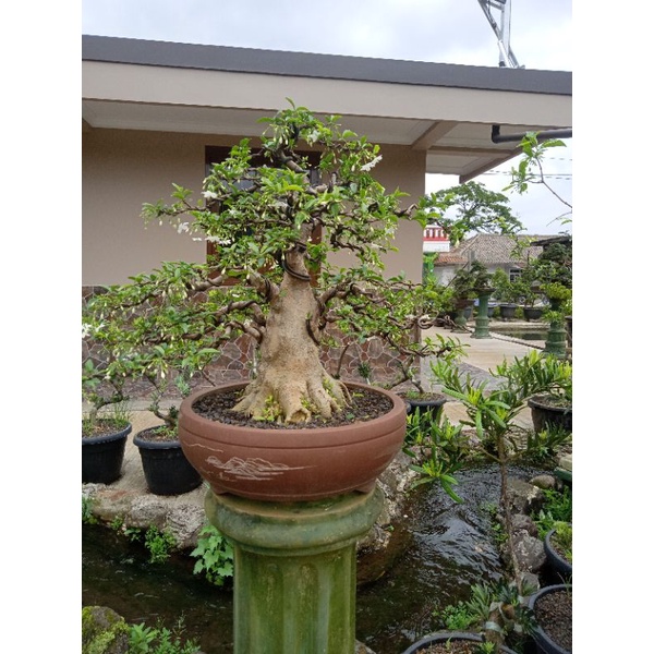 bonsai anting putri prospek