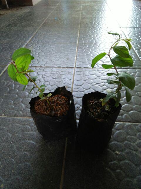 Pohon Bidara Arab Tinggi 20cm