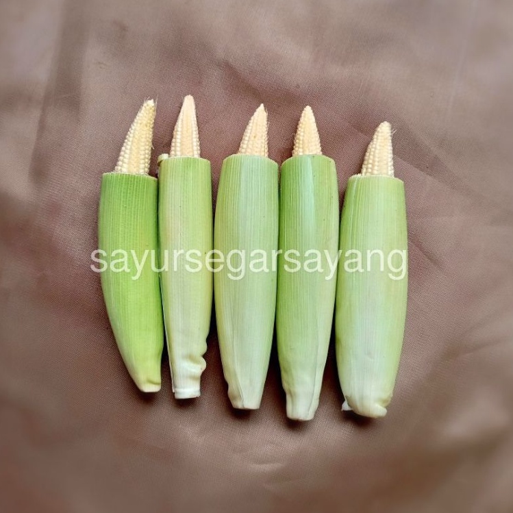 

Jagung Muda 500gr / Putren / Jagung Baby