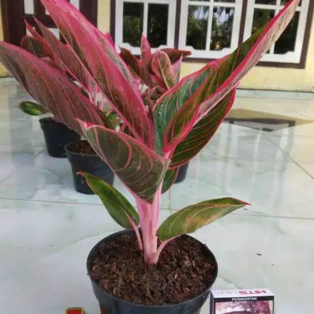 Aglonema Kanza