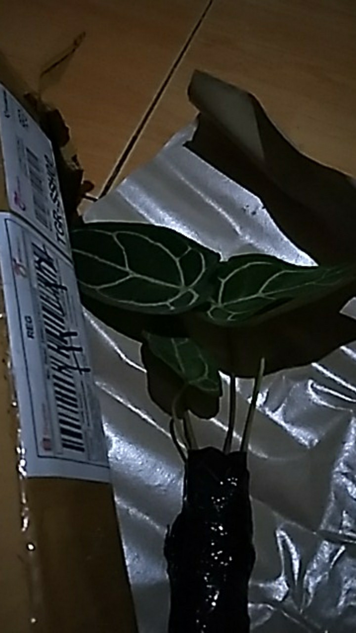 Tanaman Hias Kuping Gajah - Tanaman Anthurium Chrystalium