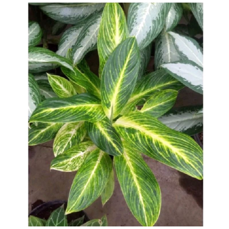 Tanaman hias blanceng golden